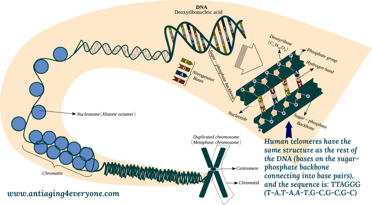 A more accurate depiction of what telomeres are -- repetitive sequences of TTAGGG at the end of the double stranded DNA