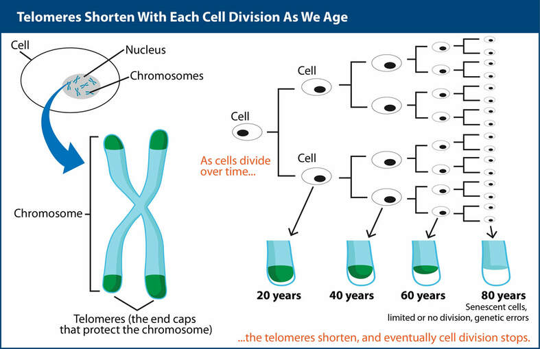 Chromosome Telomere Shortening with Age
